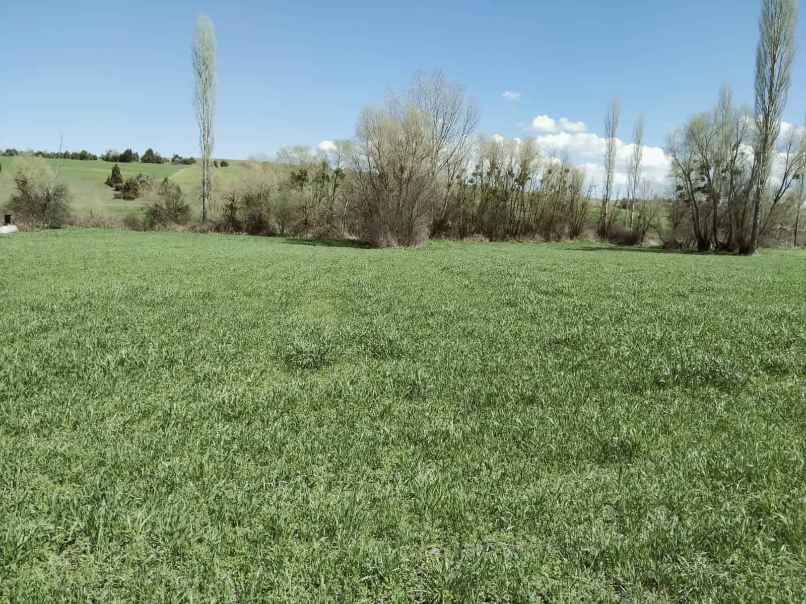 KÜTAHYA / TAVŞANLI SATILIK TARLALAR ( UNSUR YAPI & EMLAK )